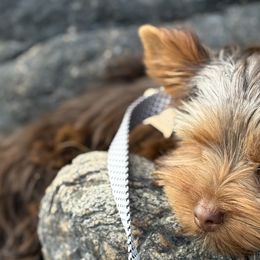 Yorkshire Terriers from Yorkie_Wonderland