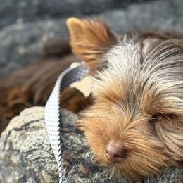 Yorkshire Terriers from Yorkie_Wonderland