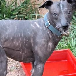 Buddy - Slate male Xoloitzcuintli puppy in Shelton, Washington from Goodhart's Xoloitzcuintli's