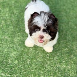 Milo - Chocolate, tan and white male Yorkshire Terrier puppy in Hardin, Texas from Katrinas puppies