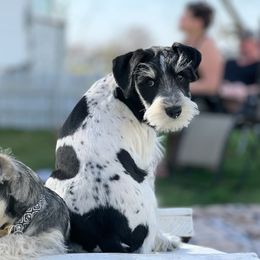 Miniature Schnauzer Puppies from PartiLife Miniature Schnauzers
