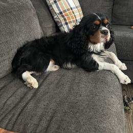 Winston - Tri-color male Cavalier King Charles Spaniel puppy in Spanaway, Washington from Roy-alty Cavaliers