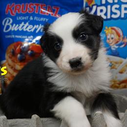 Grits - Black tri-color male Australian Shepherd puppy in Burbank, South Dakota from Dakota Rose Aussies