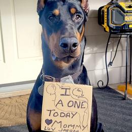Doberman Pinscher Puppies from Devoted Doberman