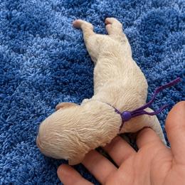 Elijah - Cream male Poodle puppy in Washington, Pennsylvania from Patriotic Poodles