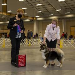 Finnish Lapphund All Grown Up from Forest Trail Finnish Lapphunds