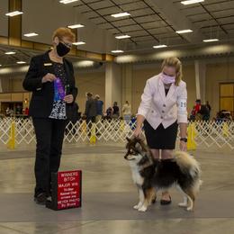 Finnish Lapphund All Grown Up from Forest Trail Finnish Lapphunds