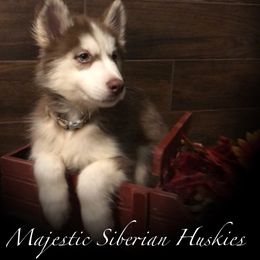 Siberian Husky Puppies from Majestic Siberian Huskies
