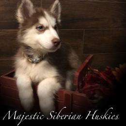 Siberian Husky Puppies from Majestic Siberian Huskies