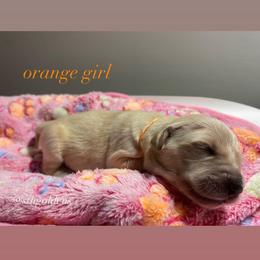 Golden Retriever Puppies from Sweeter Than Honey Golden Retrievers, LLC.