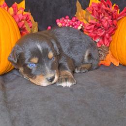 Black Tri Male 2 (Runt) - Black tri-color male Australian Shepherd puppy in Crossville, Alabama from Bluff View Aussies