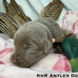 Aspen - Silver female Dilute Retriever puppy in Grants Pass, Oregon from KnR Antler Dogs
