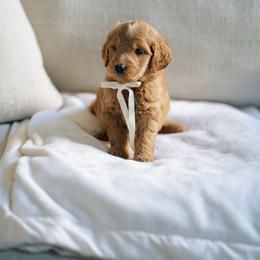 Grey collar boy - Genie - Red  male Goldendoodle puppy in Duncan, South Carolina from Abner Creek Poodles & Doodles