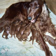 Irish Setter Puppies from Ambition Irish Setters