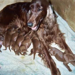 Irish Setter Puppies from Ambition Irish Setters