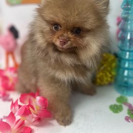 Chanel - Chocolate sable Pomeranian puppy in Brentwood, California from Royalpawpoms