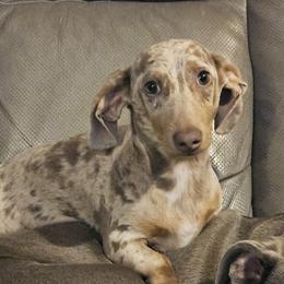 Ghost - Dachshund