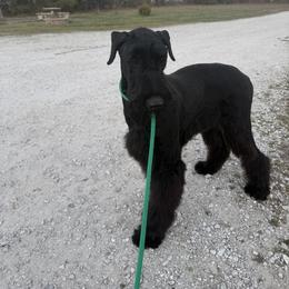 Donna - Black female Giant Schnauzer puppy in Bois D’arc, Missouri from Down Low Kennels
