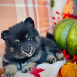 Bourbon - Tri-color male Pomsky puppy in Greenville, South Carolina from Thicketty Mountain Pomskies