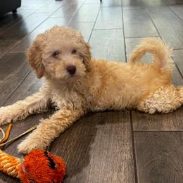 Hei Hei - Apricot male Goldendoodle puppy in Camden, North Carolina from Oopsie Doodles of NC