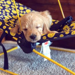 Goldendoodle Puppies from Luneckas Litters