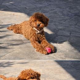 Peaches - Poodle