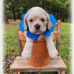 Julius - Red roan male Cocker Spaniel puppy in Tecumseh, Oklahoma from Gambill's Cocker Spaniel Cuties