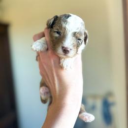 XOXO - male Australian Mountain Doodle puppy in Iowa from Burkhart Family Puppies