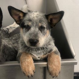 Australian Cattle Dog Puppies from DoReMi ACDs