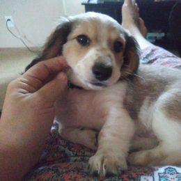 Dachshund Puppies from Cuddlehound Kennels