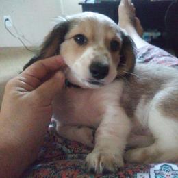 Dachshund Puppies from Cuddlehound Kennels