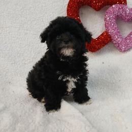 Mocha - Silver female Havapoo puppy in Blanch, North Carolina from Faithful Hearts Kennel