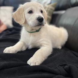 Rex - Light golden male Golden Retriever puppy in Lincoln, California from Roberts Golden Retrievers