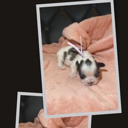 Shih Tzu Puppies from Ren