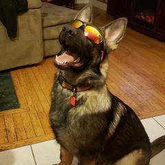 German Shepherd All Grown Up from Sportwaffen K9