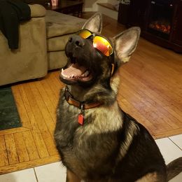 German Shepherd All Grown Up from Sportwaffen K9