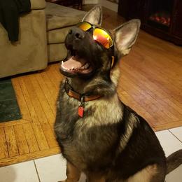 German Shepherd All Grown Up from Sportwaffen K9