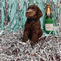 Poodle Puppies from LL Poodles On Tap