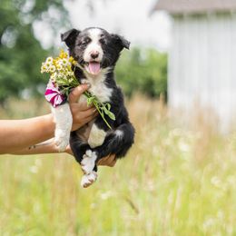 Border Collie Puppies from Cullins Collies