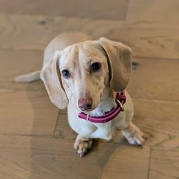 Dachshund puppies from Heart of Doxie