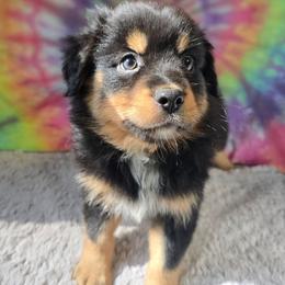 Willie - Black tri male Miniature Australian Shepherd puppy in Church Hill, Tennessee from Hippie Dog Haven