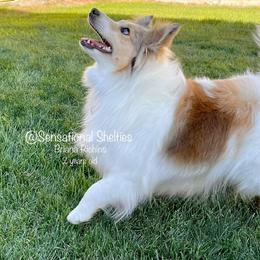 Freya - Toy Shetland Sheepdog