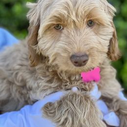 Pink Collar Holly - Caramel Australian Labradoodle puppy in Fontana, California from Grammy's Puppy Love doodles and poodles