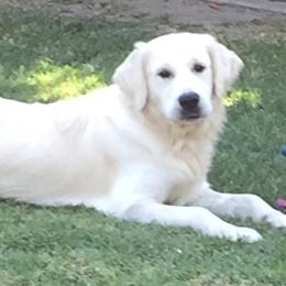 Harmony - Golden Retriever