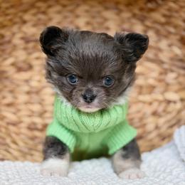 Blue 3550 - Blue and white male Chihuahua puppy in Beaumont, Texas from Down south pups
