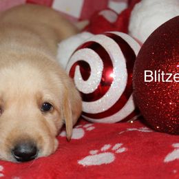 Blitzen - Yellow Labrador Retriever puppy in New Jersey from SommerLabs