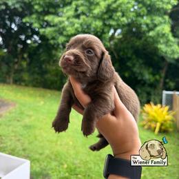 Star (CKC) - Chocolate male Dachshund puppy in Ocala, Florida from The Wiener Family