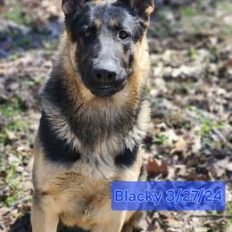 BLACKY - Black and tan German Shepherd puppy in Wright County, Missouri from The Old Red Barn Kennel