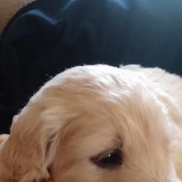 "Piper's baby (Golden Retriever)" Goldendoodle, Golden Retriever, and Sheepadoodle Puppies from Guppy Puppies