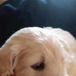"Piper's baby (Golden Retriever)" Goldendoodle, Golden Retriever, and Sheepadoodle Puppies from Guppy Puppies